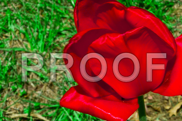 Tulip