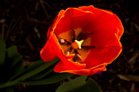 FotoStock