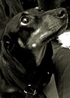 Pet
